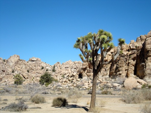 Joshua Tree